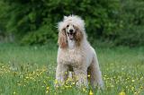 GRAND CANICHE 089